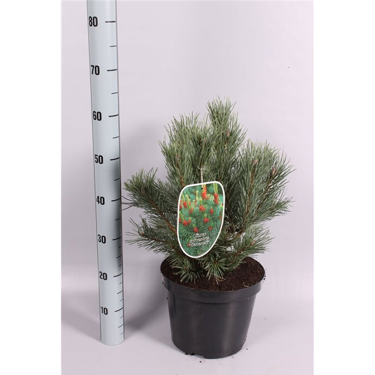 Tall – Pinus sylvestris 'Watereri' - C7,5 45-50 CM